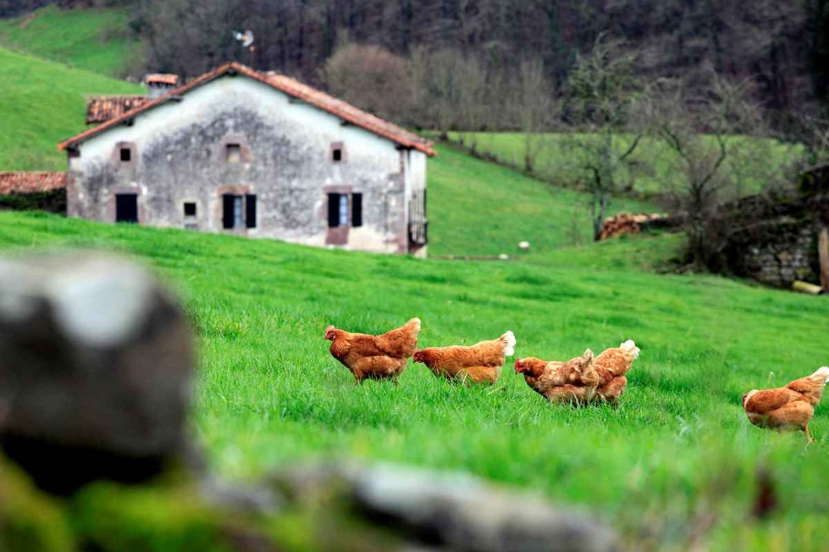 Bergara-gallinas-20160119.jpg